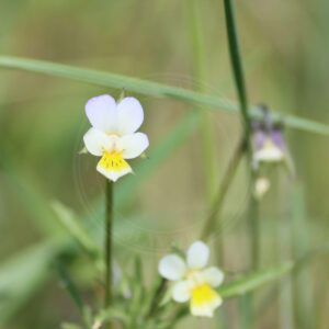 Ager-Stedmoderblomst fin og flot