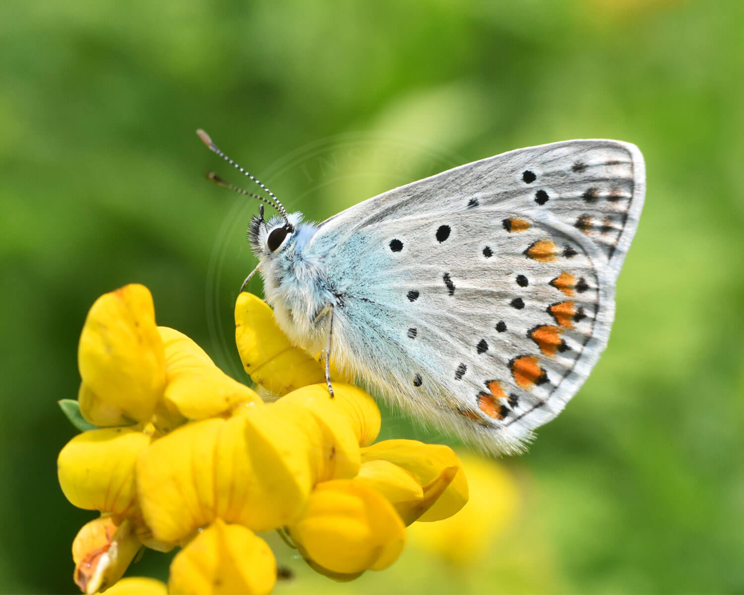 Almindelig Blåfugl på den hjemmehørende blomst Almindelig Kællingetand