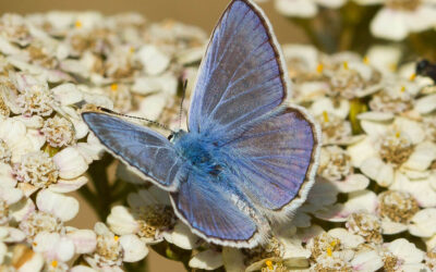 Almindelig Blåfugl Polyommatus icarus