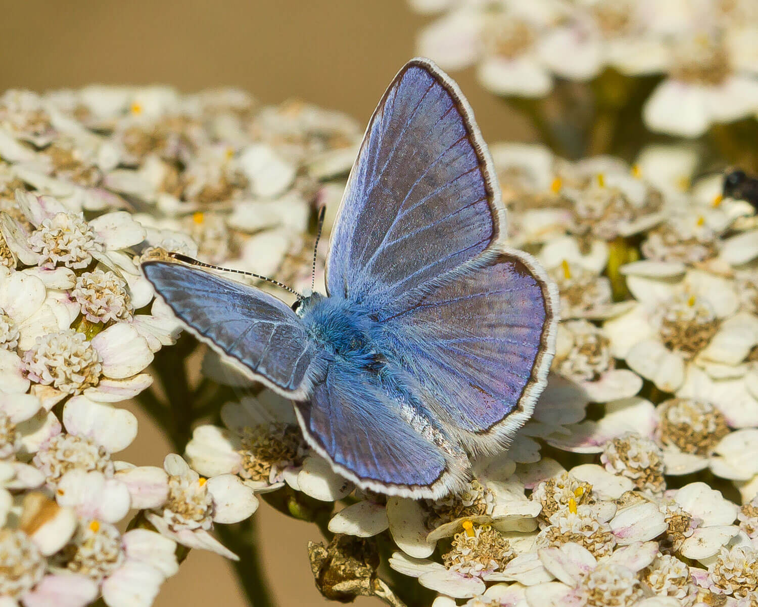 Almindelig Blåfugl han på hvide blomster