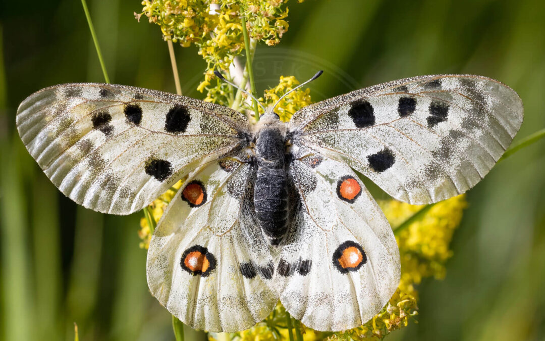 Apollo Parnassius apollo