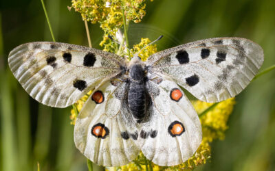 Apollo Parnassius apollo