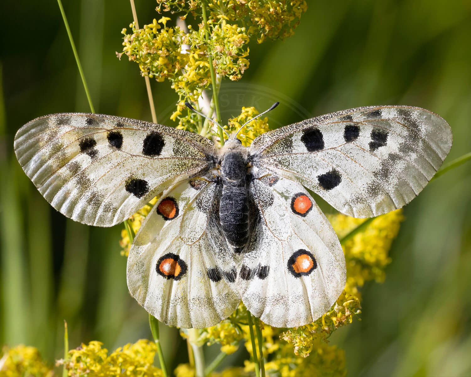 Apollo set med spredte vinger så man kan se de flotte tegninger på vingerne