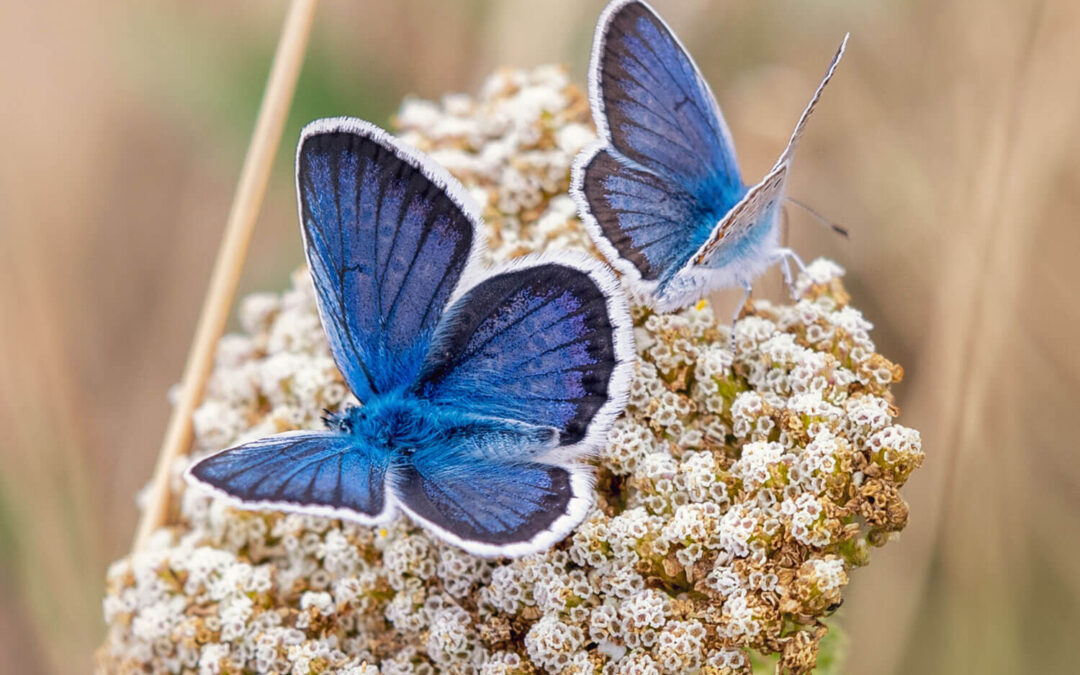 Argusblåfugl Plebejus argus