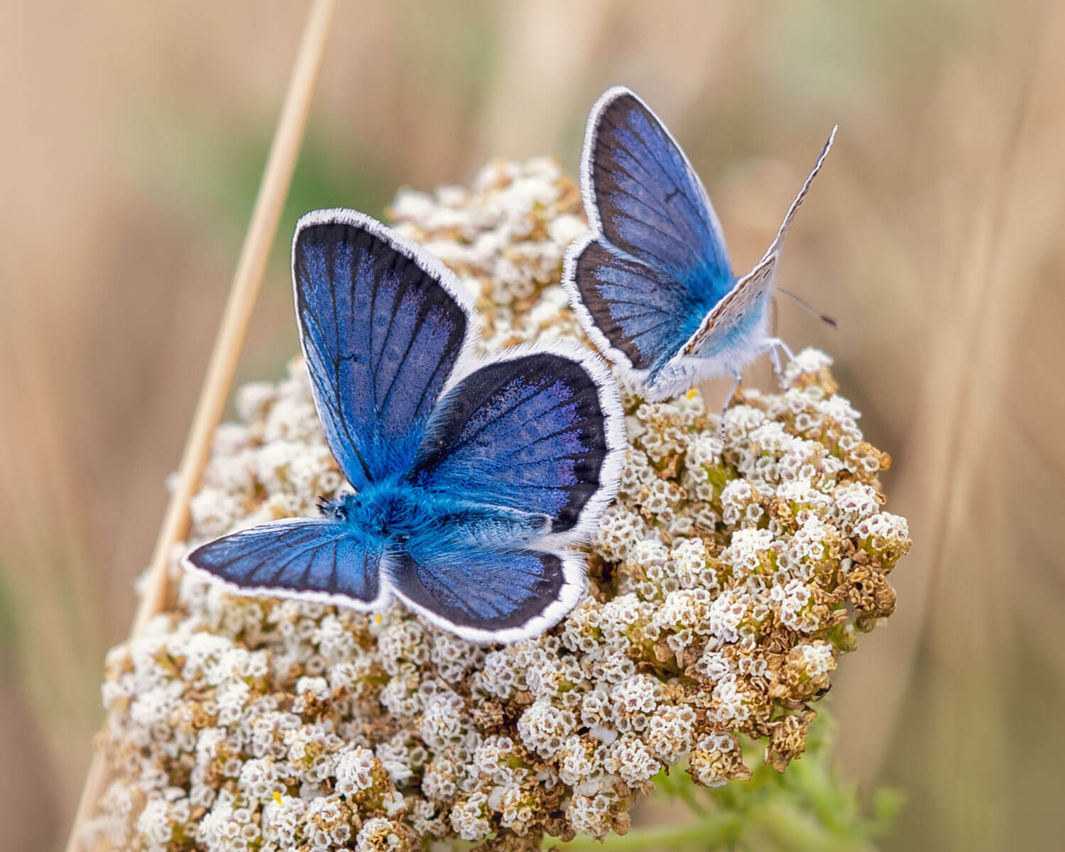 Argusblåfugl hanner på skærmblomst
