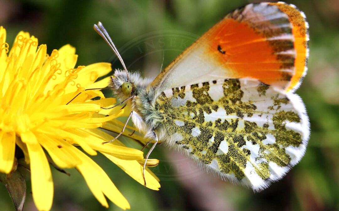 Aurora Anthocharis cardamines