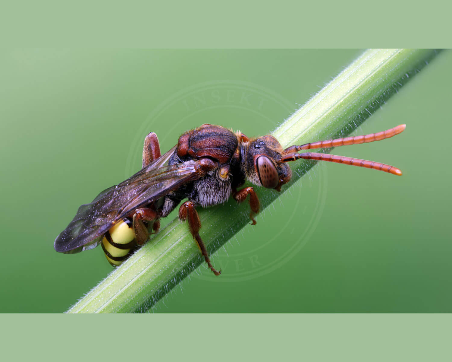 Blåhathvepsebi sidder på grøn stængel