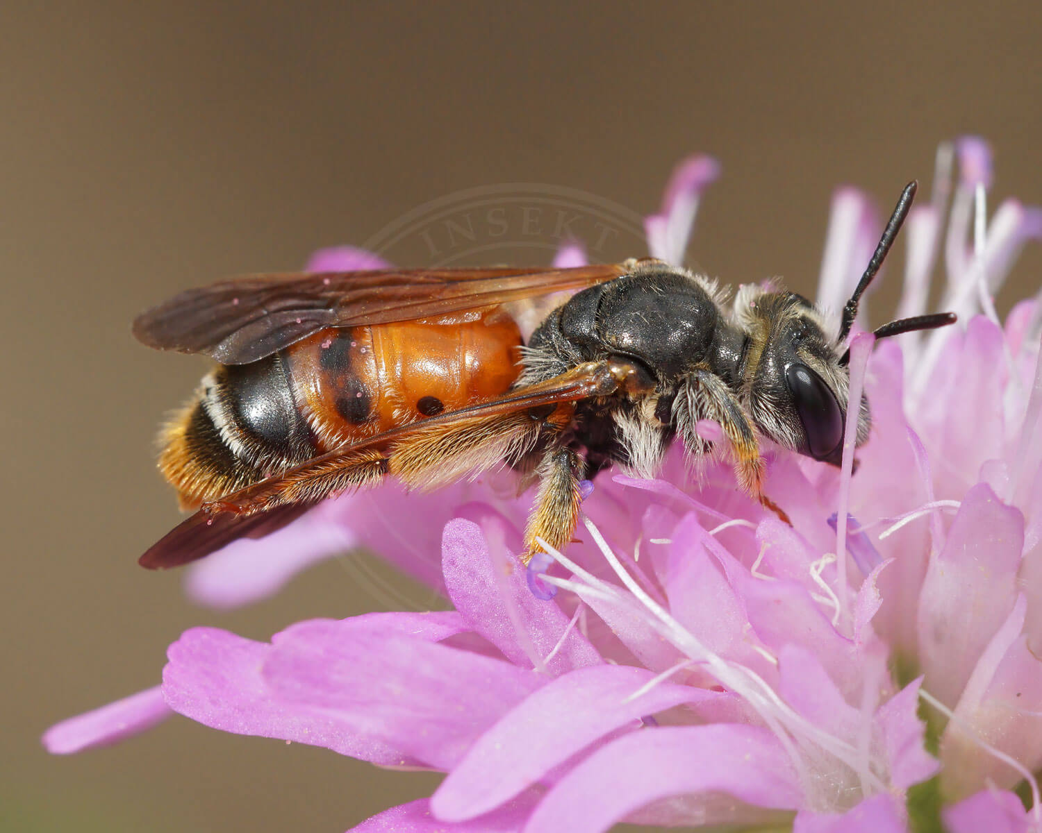 Blåhatjordbi der sidder på Blåhat