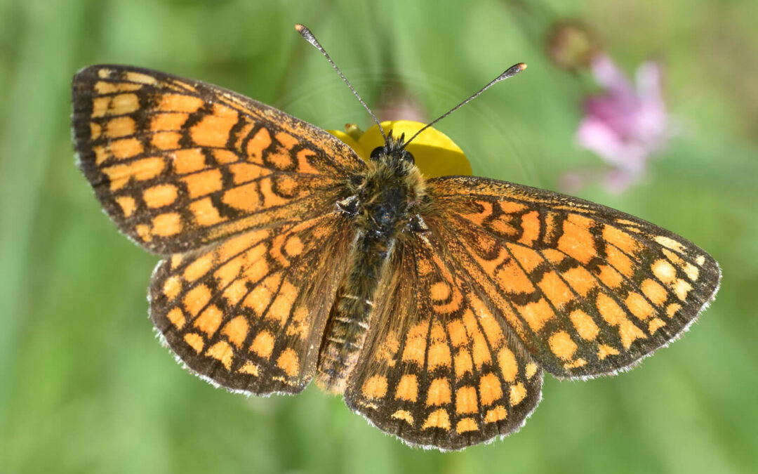 Brun Pletvinge Melitaea athalia