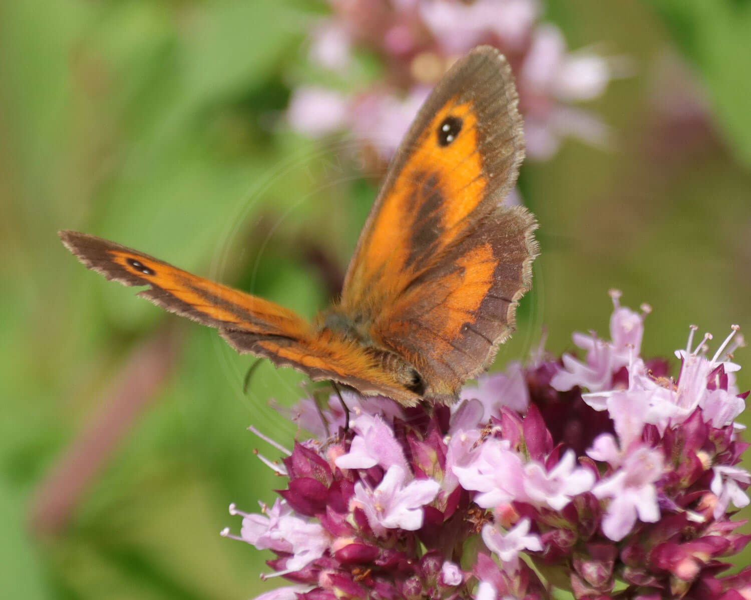 Buskrandøje er ikke set i Danmark længe, så her vil der skulle gøres en virkelig stor indsats for at få dem igen