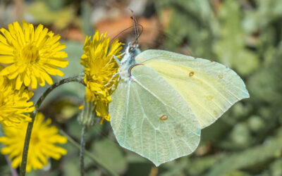 Citronsommerfugl Gonepteryx rhamni