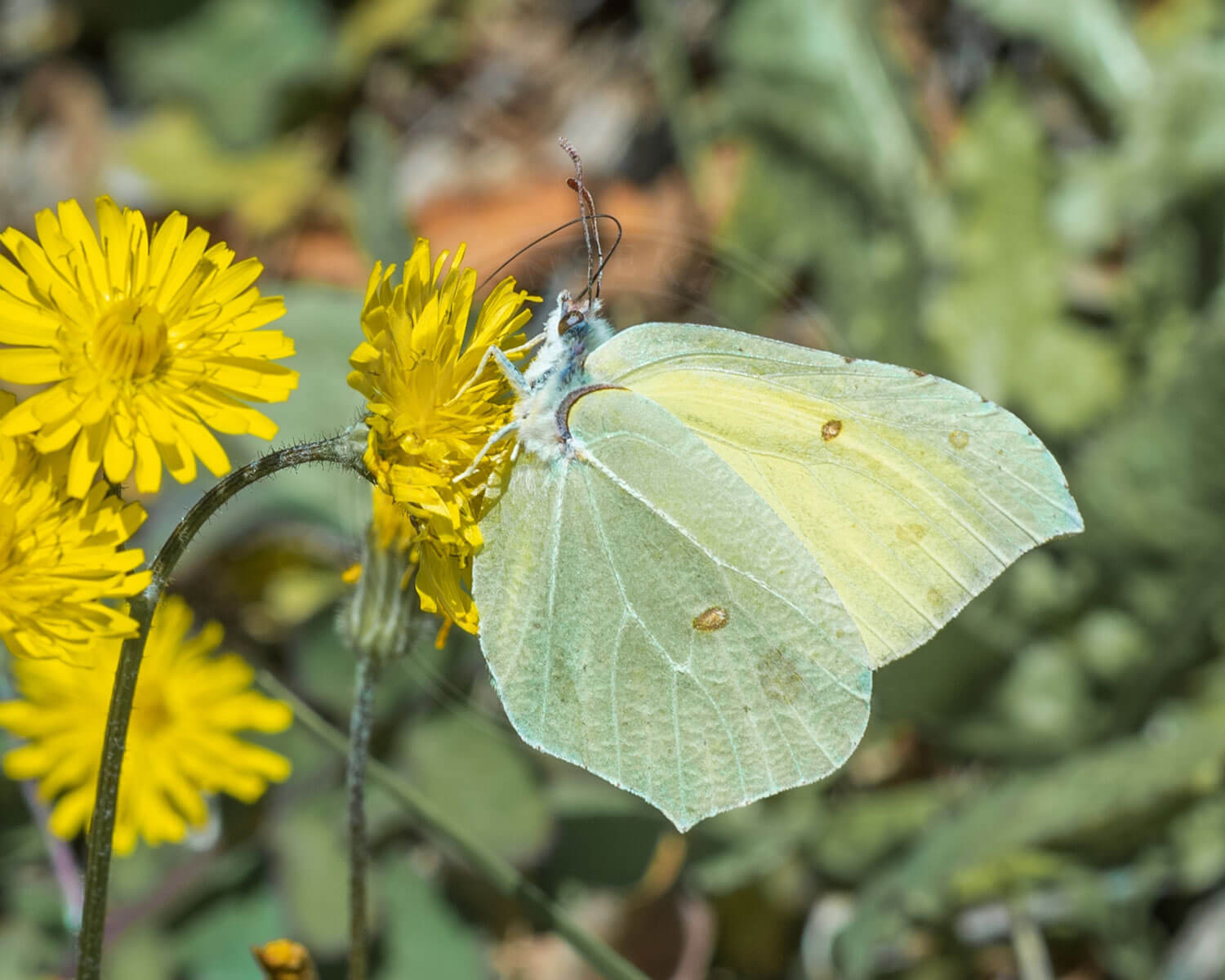 Citronsommerfugl har sat sig op en fin gul blomst