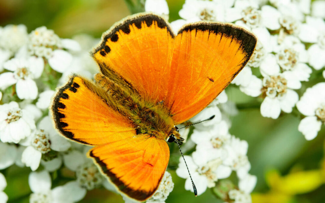 Dukatsommerfugl han med de orange vinger