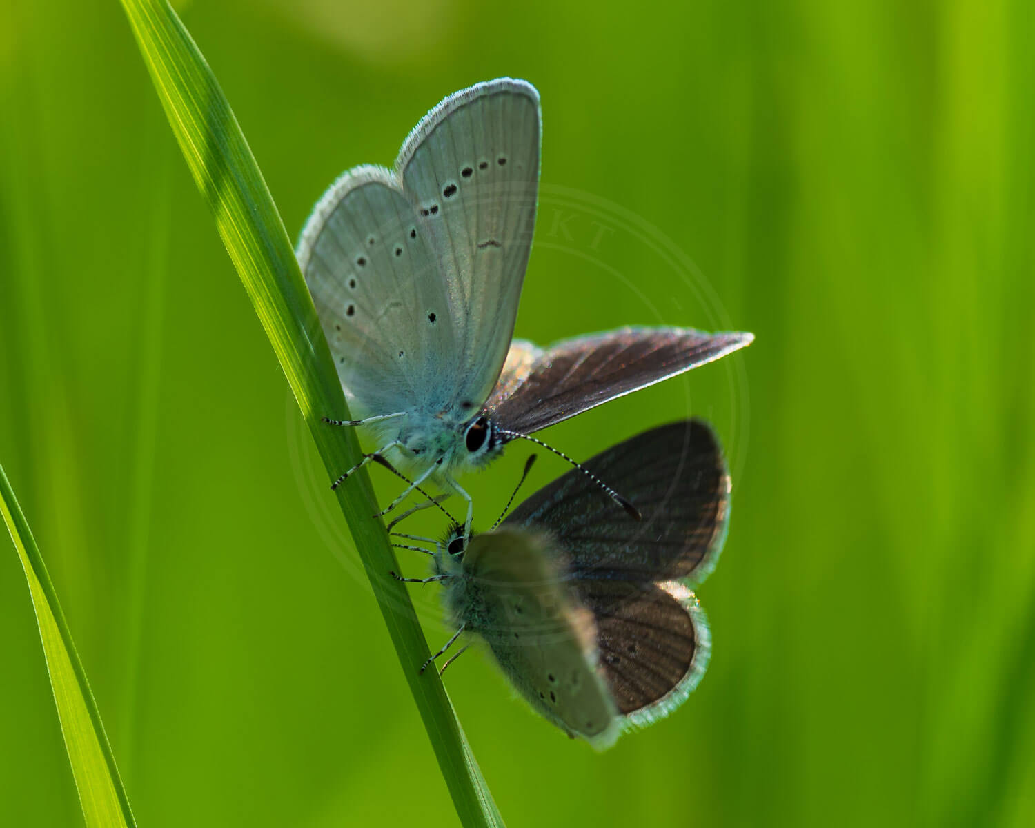 To stk. Dværgblåfugl på græsstrå