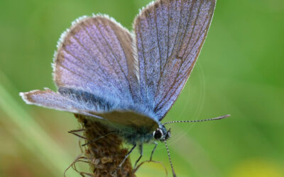 Engblåfugl Cyaniris semiargus