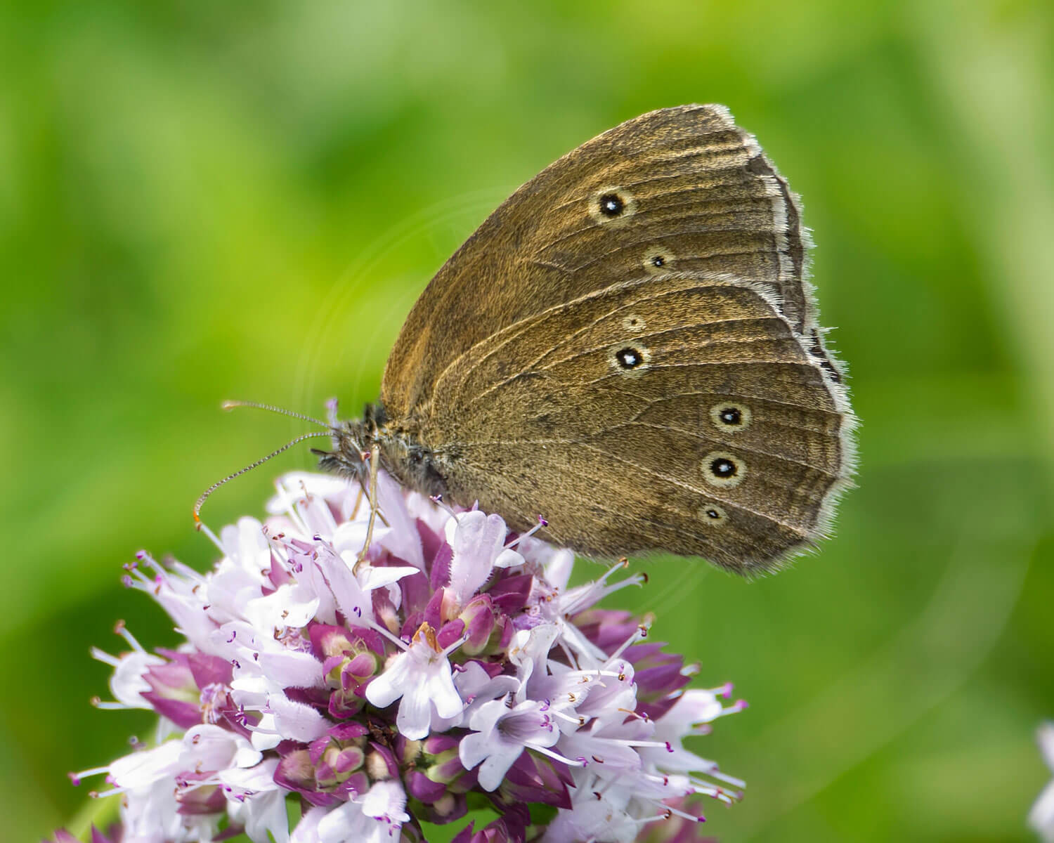 Engrandøje sidder på blomst med siden til
