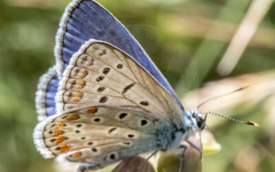 Foranderlig Blåfugl Plebejus idas