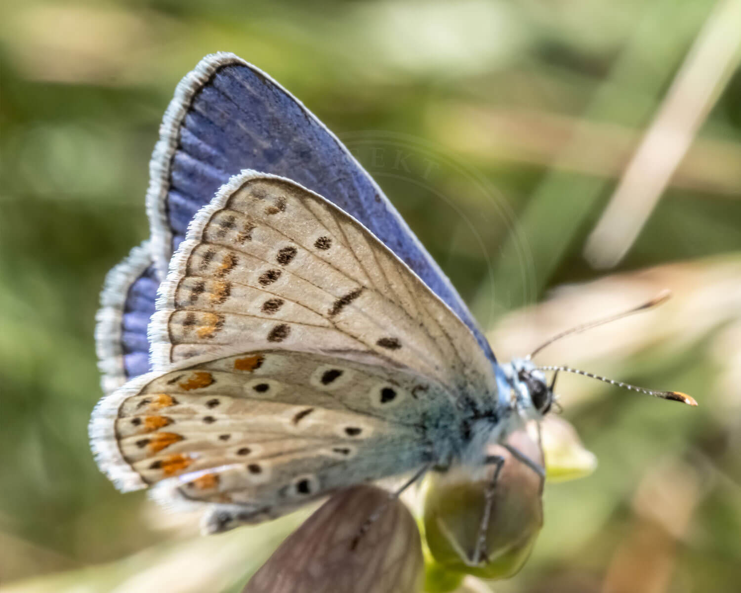 Foranderlig Blåfugl han set halvt fra siden