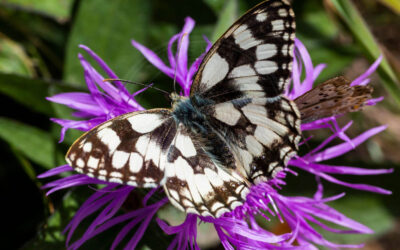 Galathea Melanargia galathea