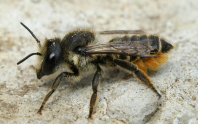 Gederamsbladskærerbi Megachile lapponica