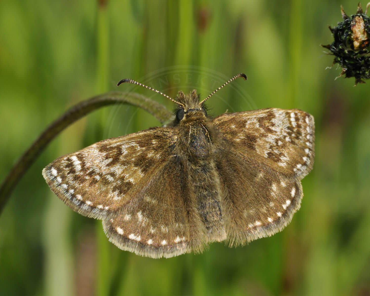 Gråbåndet Bredpande oversiden vender ud mod os