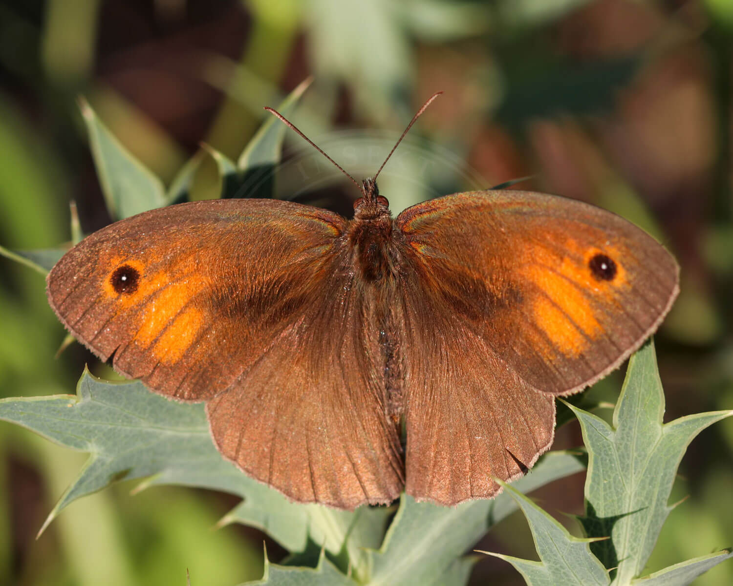 Græsrandøje hun set forfra med de flotte farver