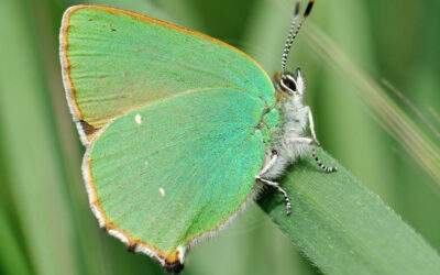 Grøn Busksommerfugl Callophrys rubi