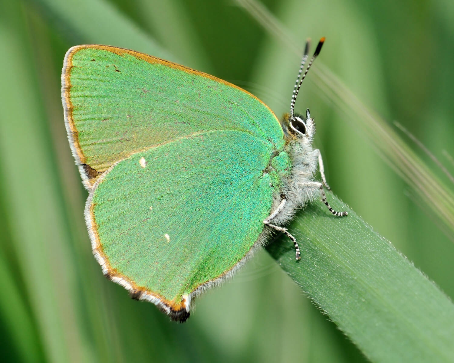 Grøn Busksommerfugl sidder på græsstrå