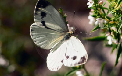 Grønåret Kålsommerfugl Pieris napi