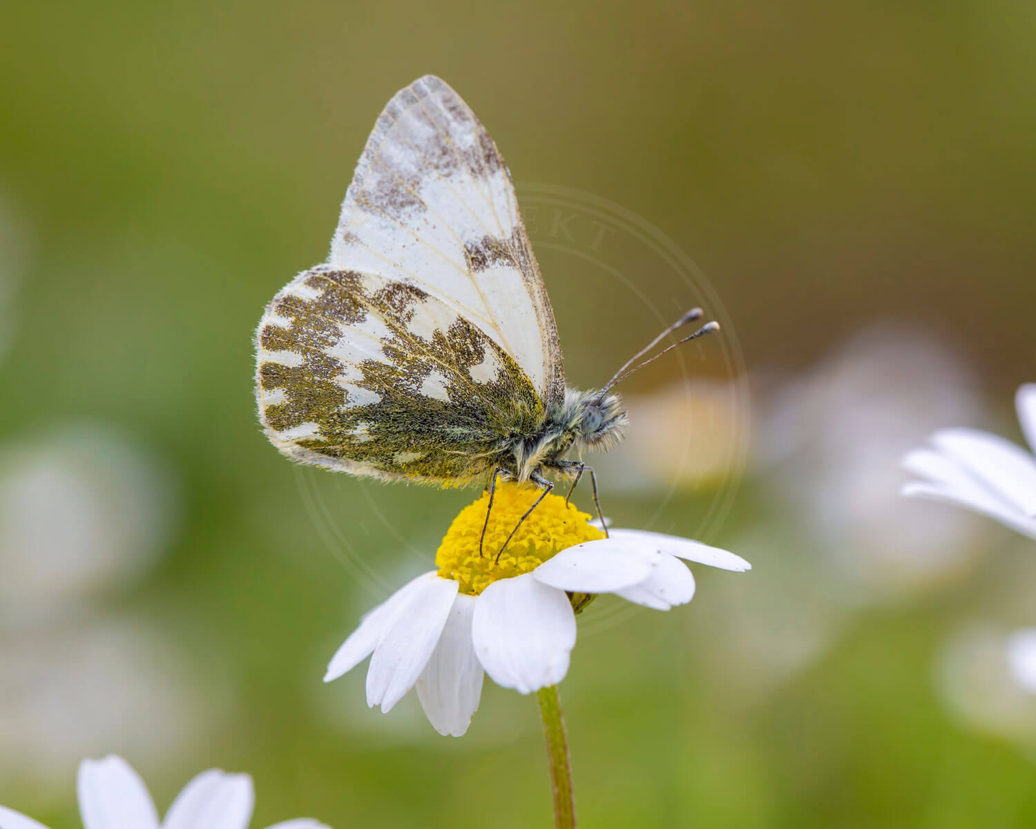 Grønbroget Kålsommerfugl sidder på hvid og gul blomst