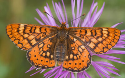 Hedepletvinge Euphydryas aurinia