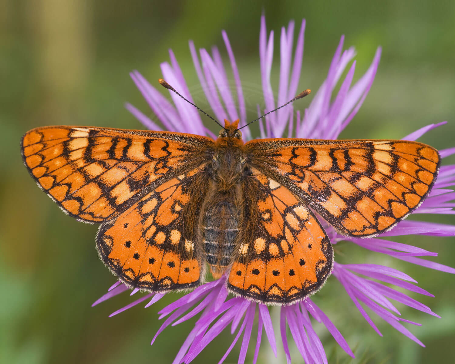 Hedpletvinge set helt oppe fra