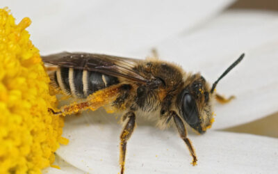 Hvidkløverjordbi Andrena albofasciata