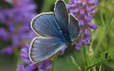 Isblåfugl Polyommatus amandus