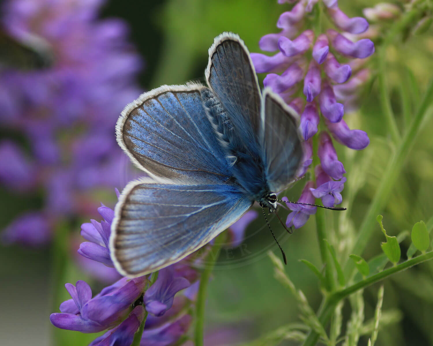 Isblåfugl han, se de flotte sorte ribbe