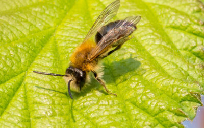 Klintjordbi Andrena labialis