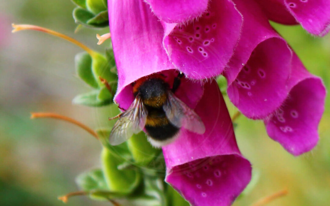 Klokkehumle på vej ind i en klokke blomst