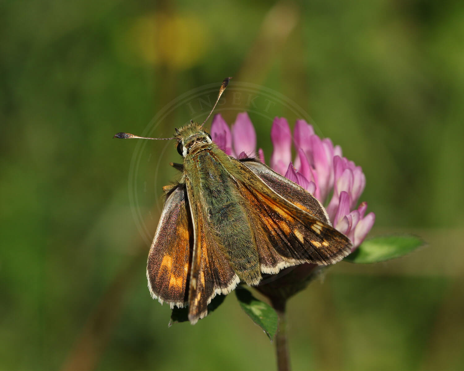 Kommabredpande sidder på Knopurt