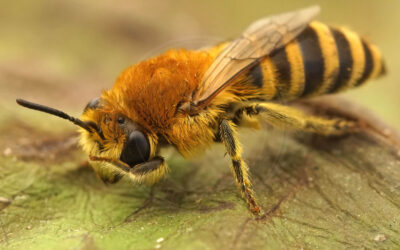 Kurvsilkebi Colletes similis