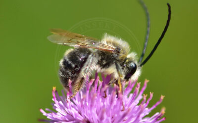 Langhornsbi Eucera longicornis