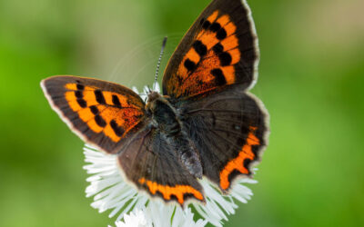 Lille Ildfugl Lycaena phlaeas