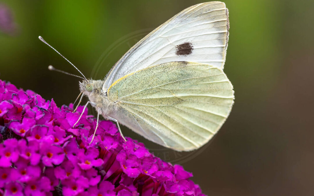 Lille Kålsommerfugl med siden til, sidder på blomst