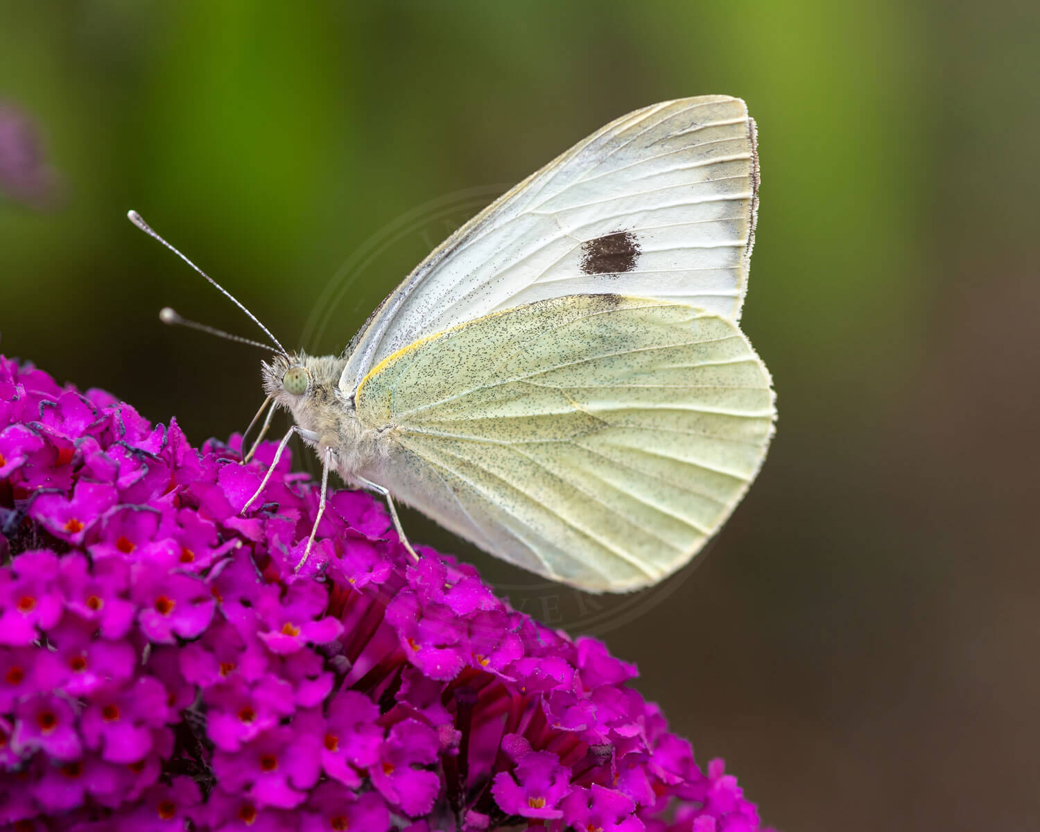 Lille Kålsommerfugl med siden til, sidder på blomst