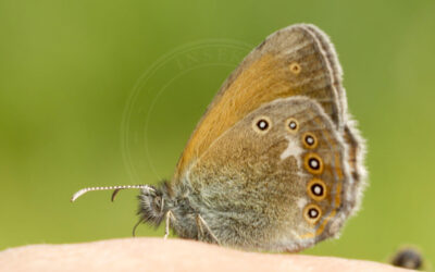 Moserandøje Coenonympha tullia