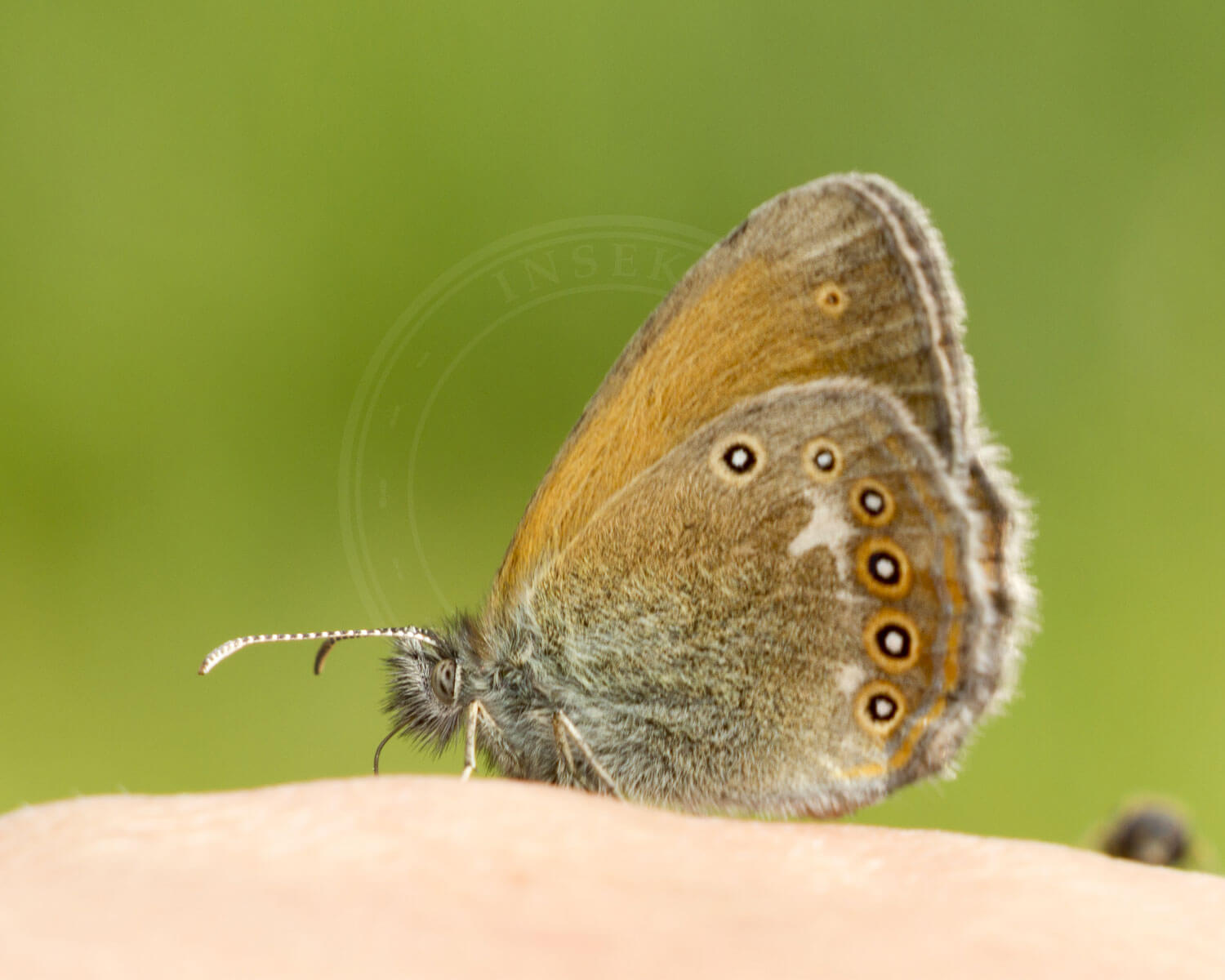 Moserandøje set fra siden