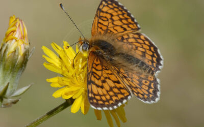 Okkergul Pletvinge Melitaea cinxia