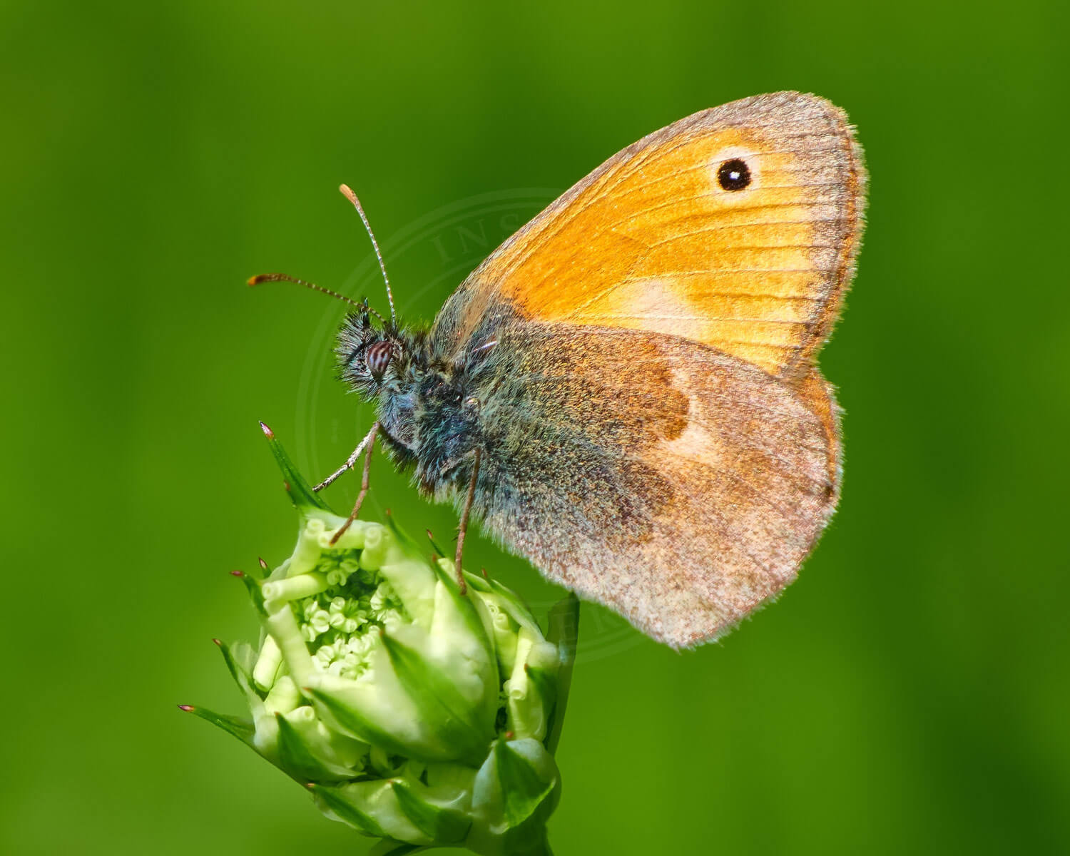 Okkergul Randøje sidder så vi kan se undersiden af vingerne