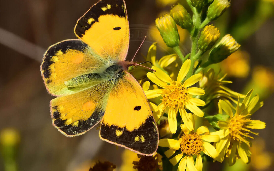 Orange Høsommerfugl med åben vinger på gul blomst