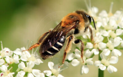 Orange Jordbi Andrena marginata