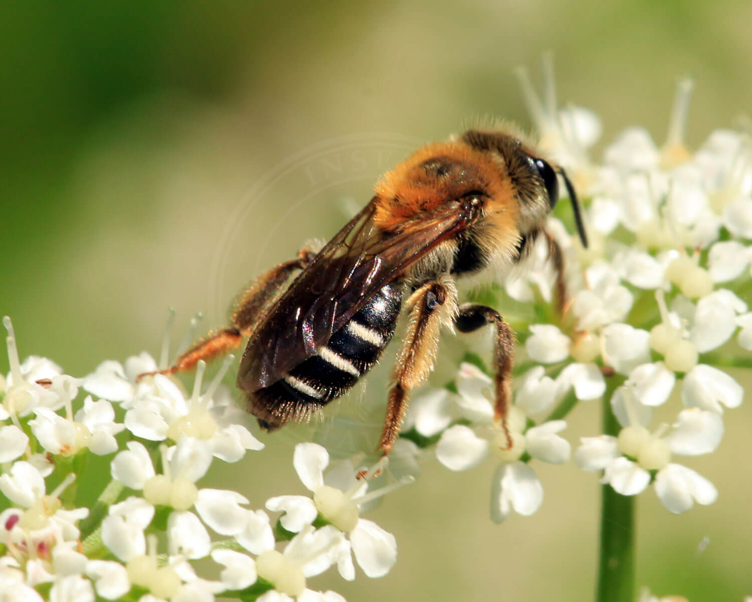 Orange Jordbi søger føde på hvide blomster